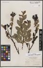 Foto von Salix borealis Fr. x Salix myrsinites L.